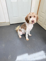 Harvey