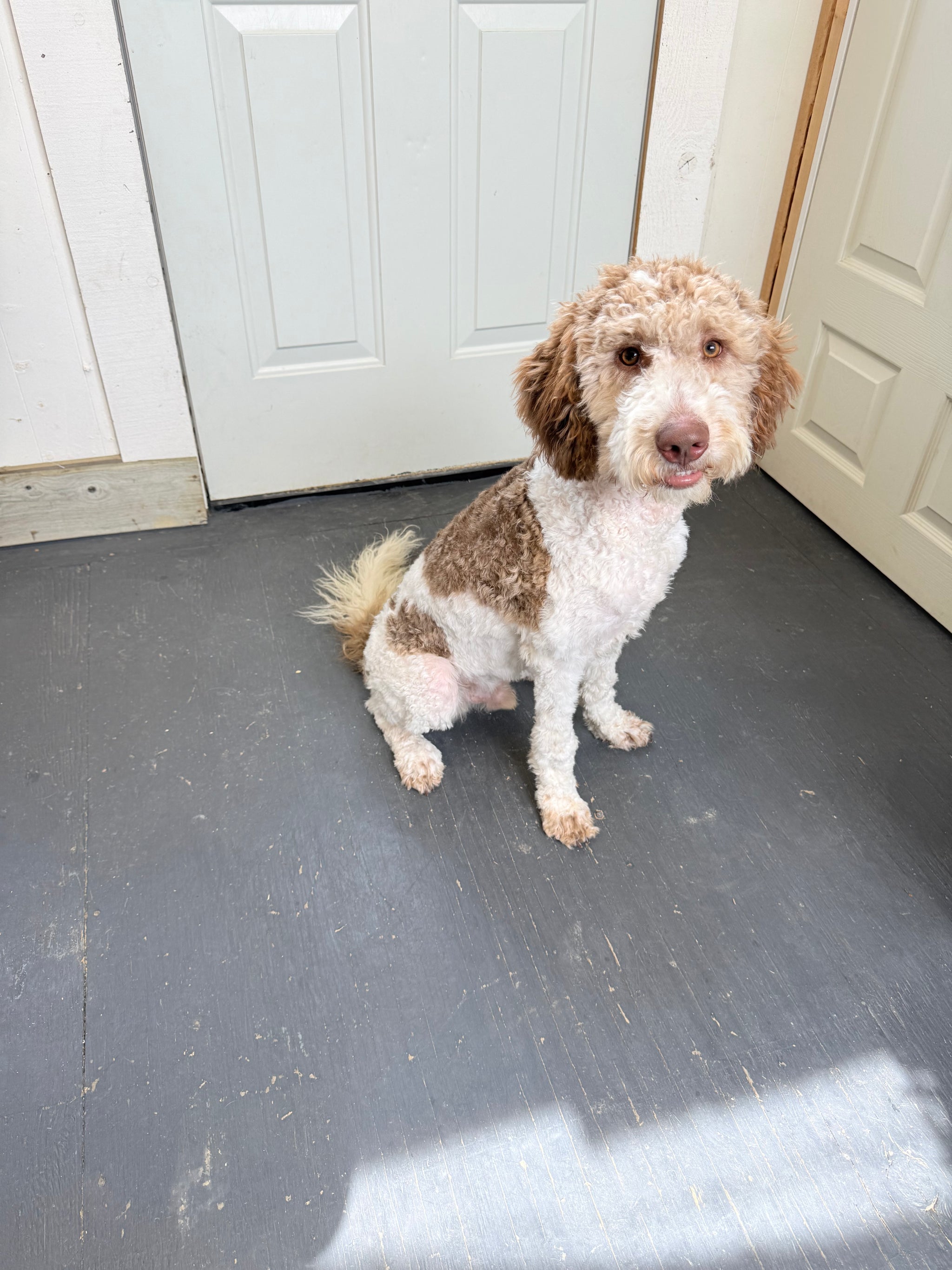 Harvey
