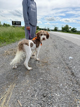 Harvey