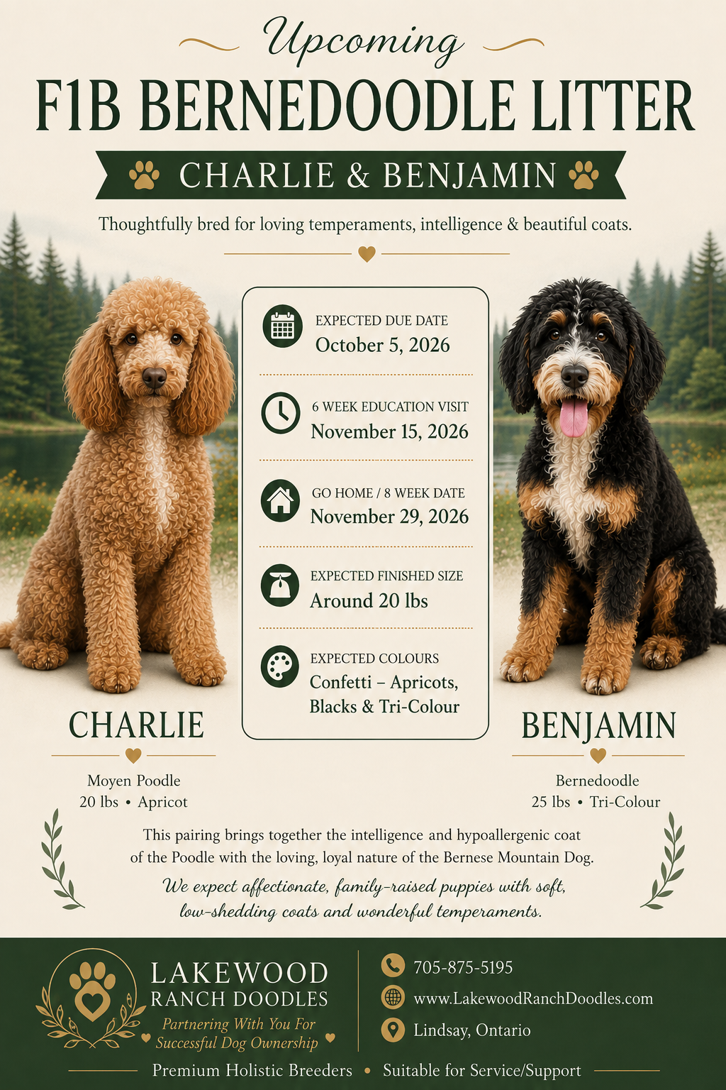 Upcoming Litter-Charlie and Benjamin's F1b Bernedoodle Litter