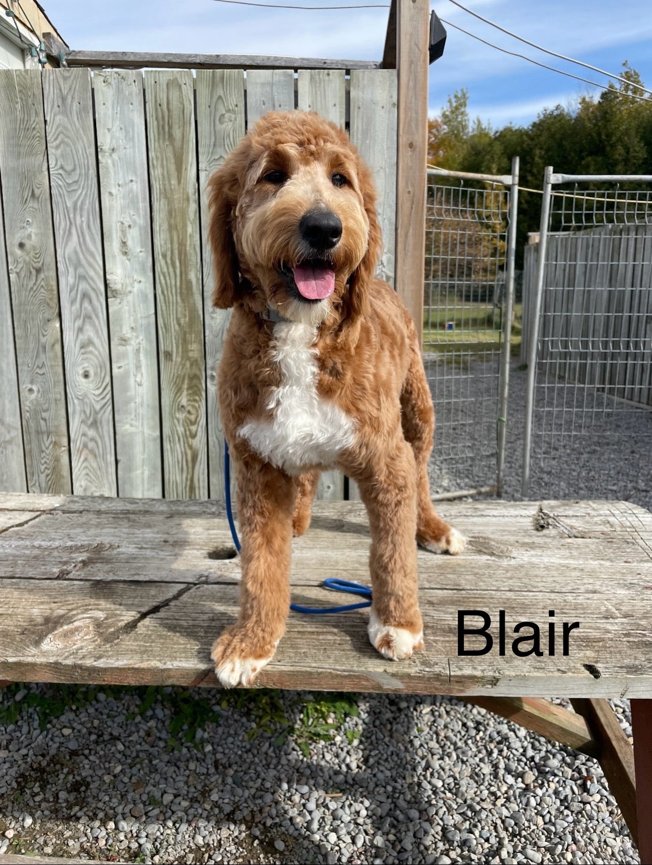 Blair