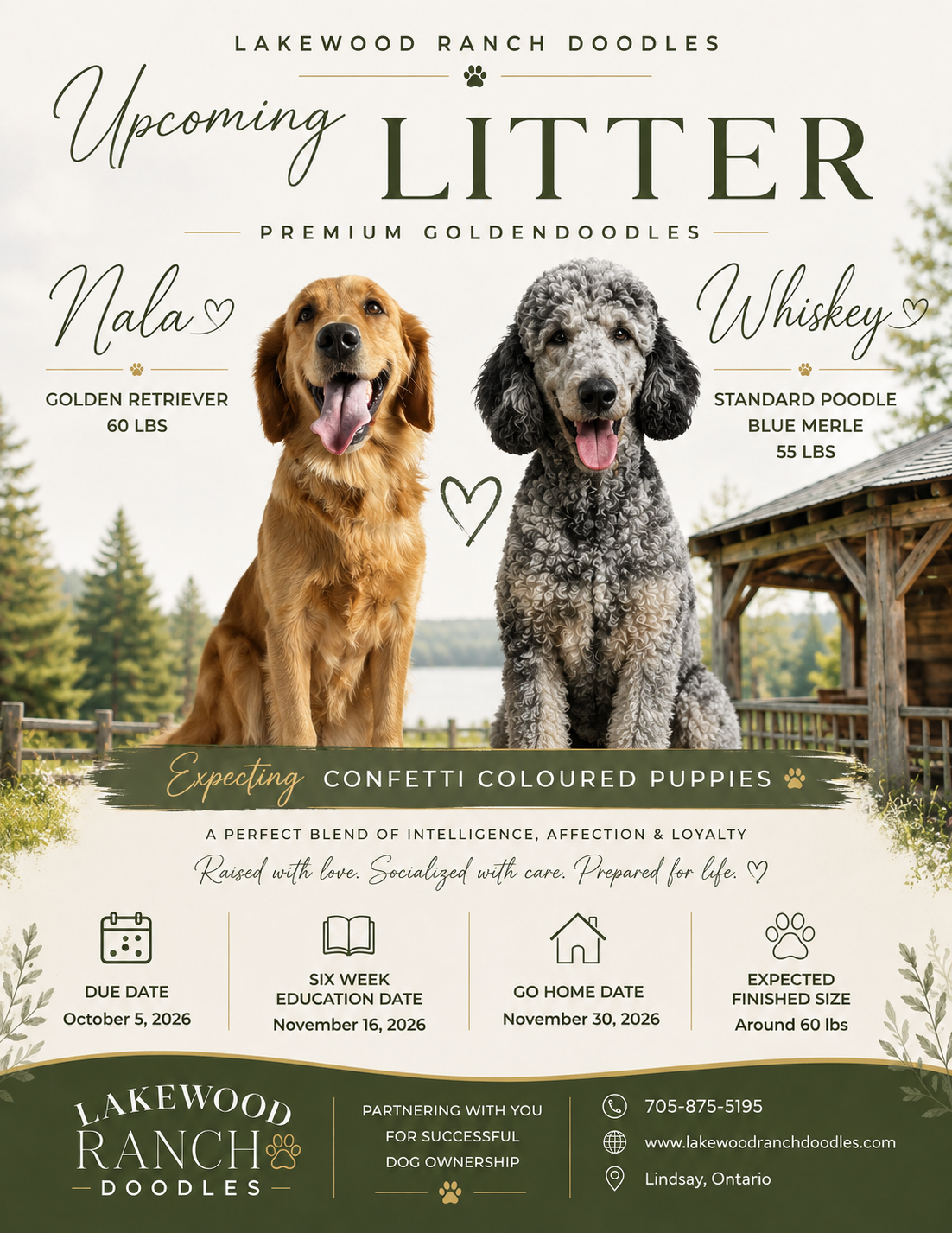 Nala and Whiskeys' F1 Upcoming Goldendoodles