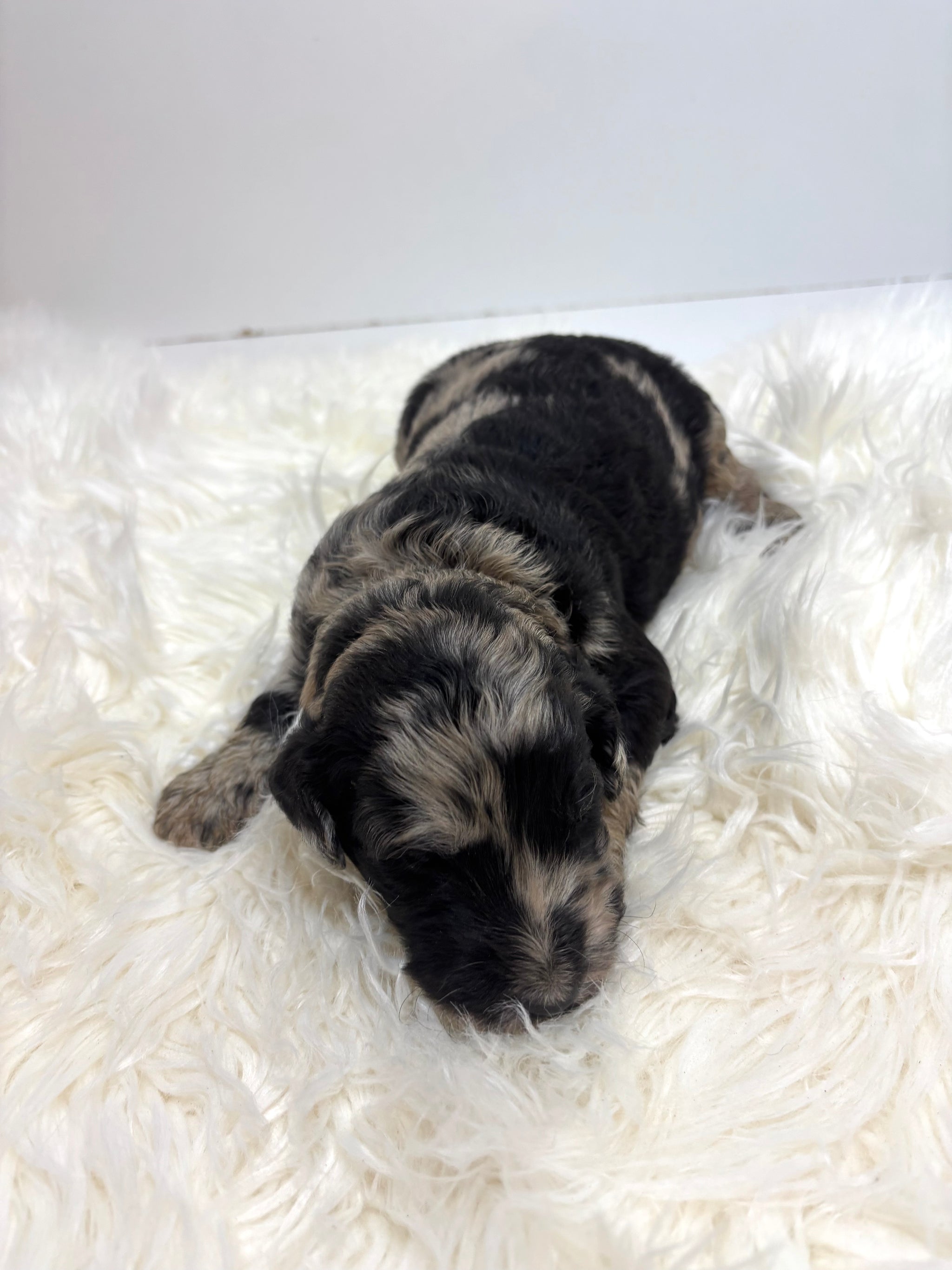 Iris Lt Blue Collar Female