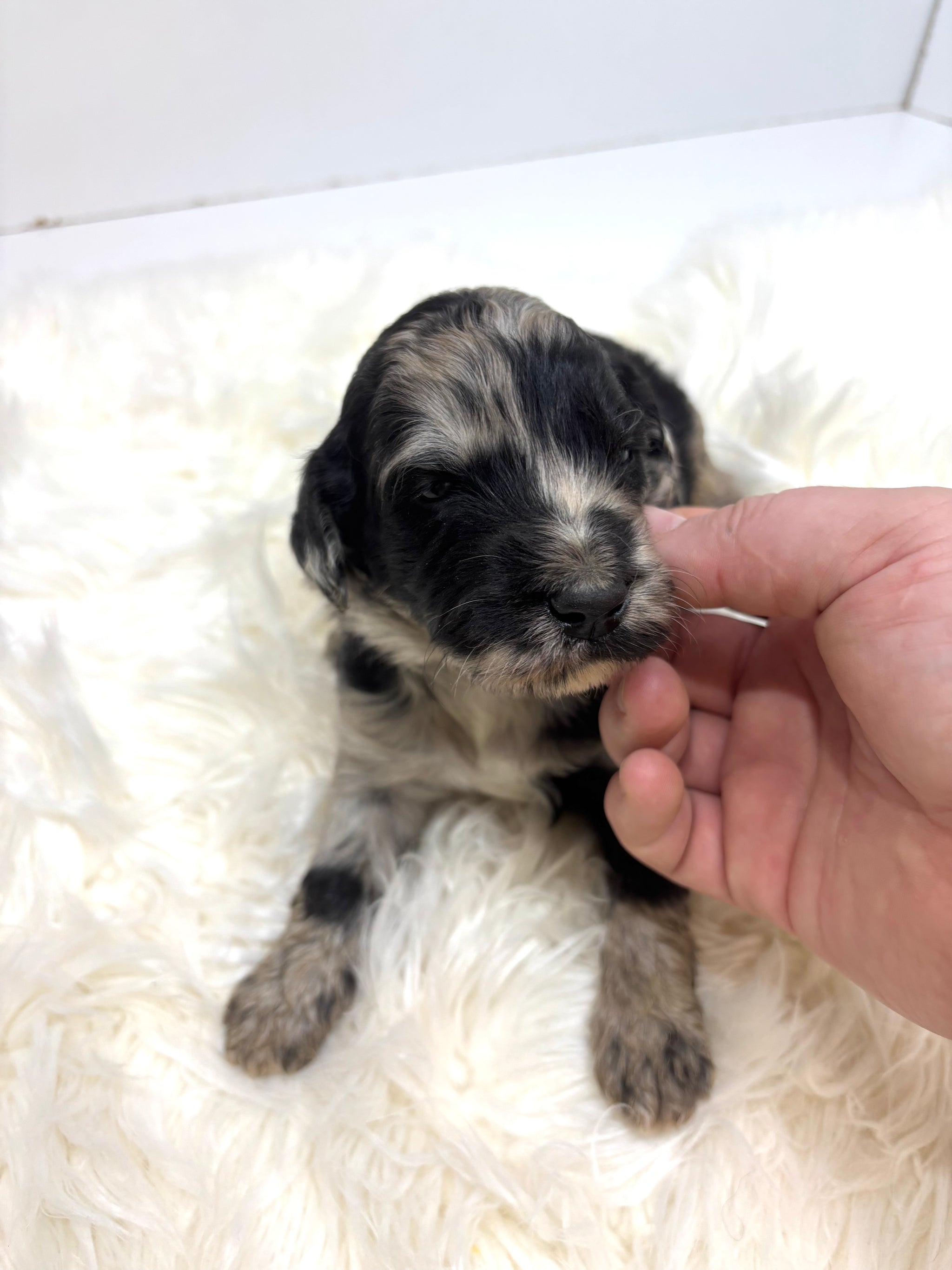 Iris Lt Blue Collar Female