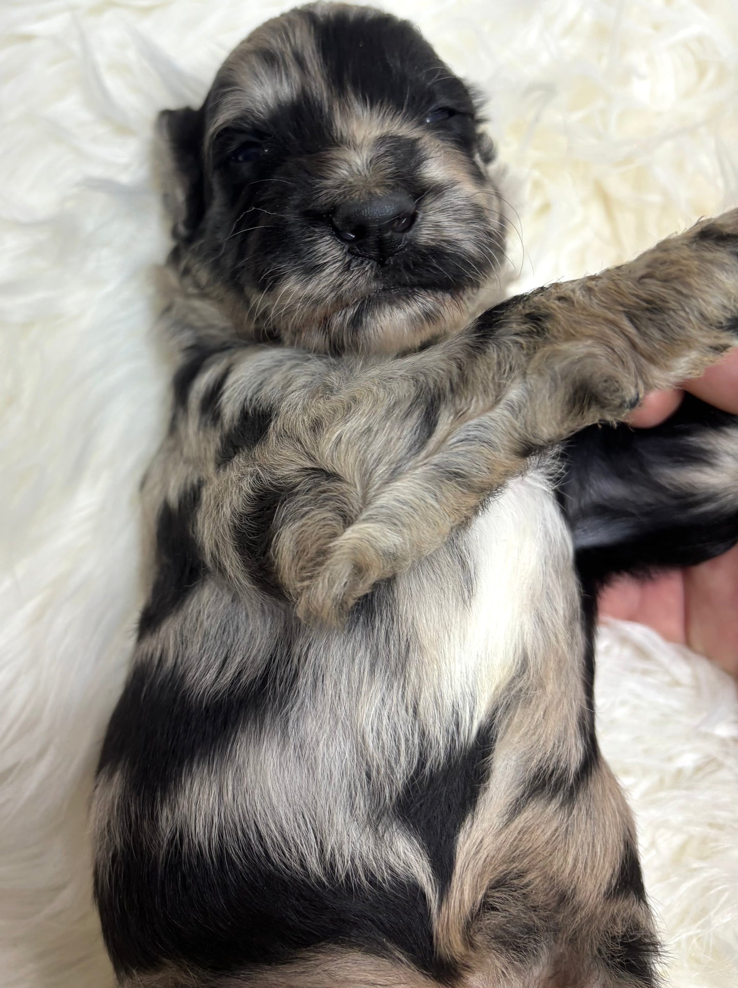 Iris Lt Blue Collar Female
