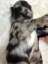 Iris Lt Blue Collar Female