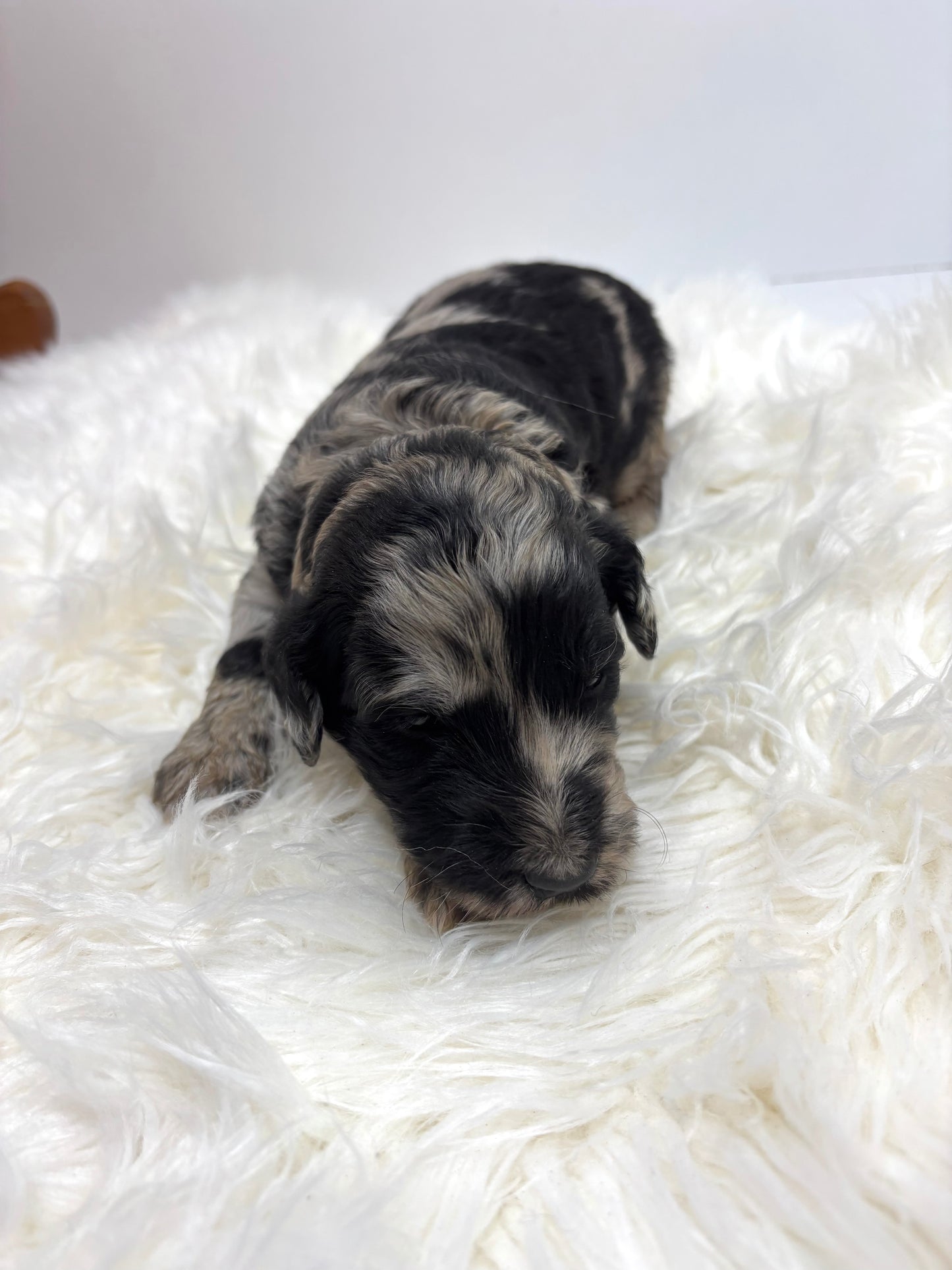 Iris Lt Blue Collar Female