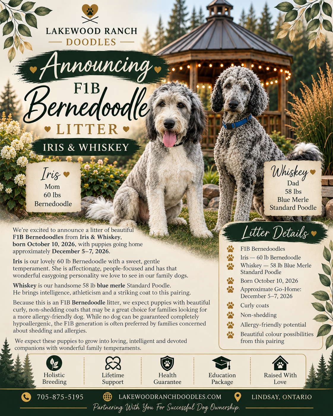 Iris and Whiskeys' Current Bernedoodle Litter