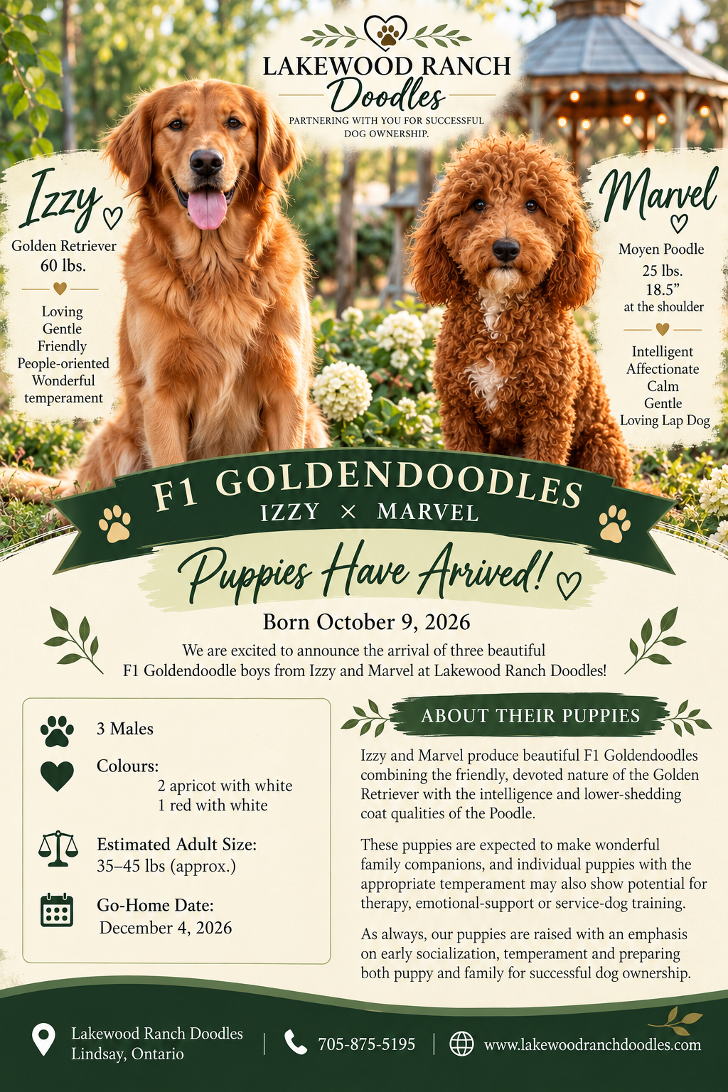 Izzy and Marvel's Current  F1 Goldendoodle Litter