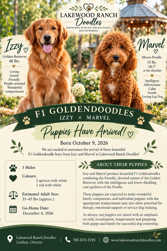Izzy and Marvel's Current  F1 Goldendoodle Litter