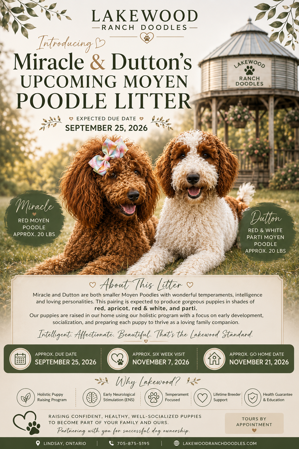 Miracle & Dutton’s Upcoming Moyen Poodle Litter