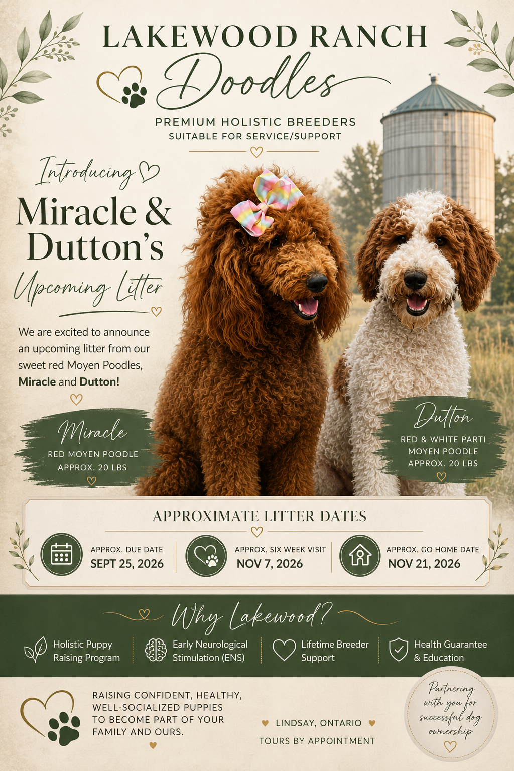 Miracle & Dutton’s Upcoming Moyen Poodle Litter