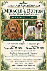 Miracles Black Collar Male