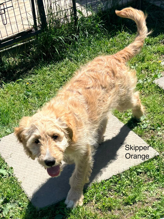 Skippers Orange Collar