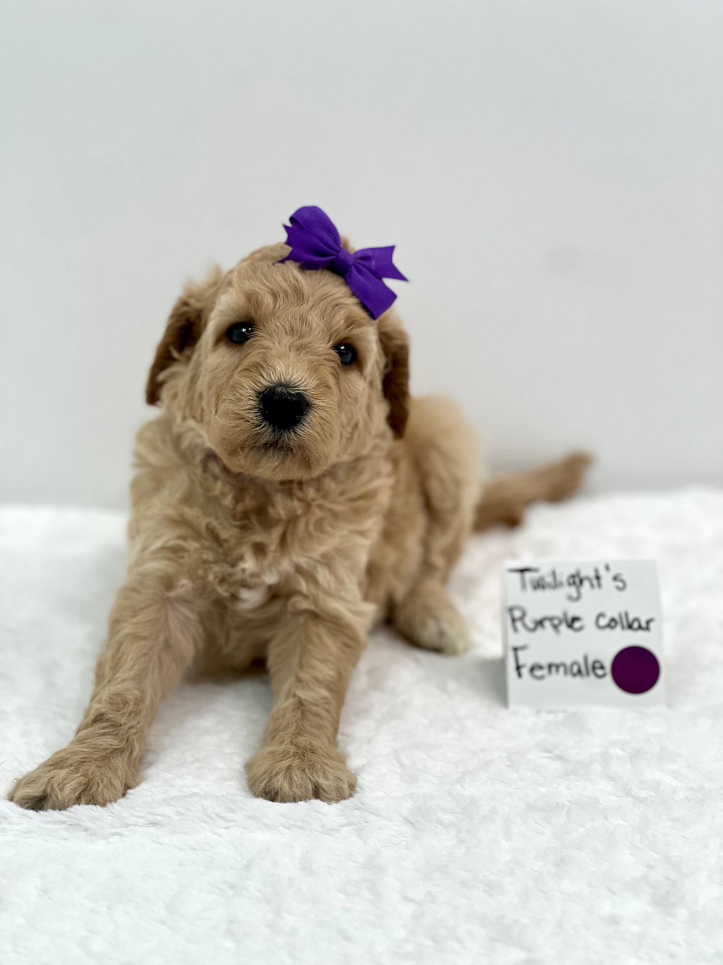 Twilight's Purple Female
