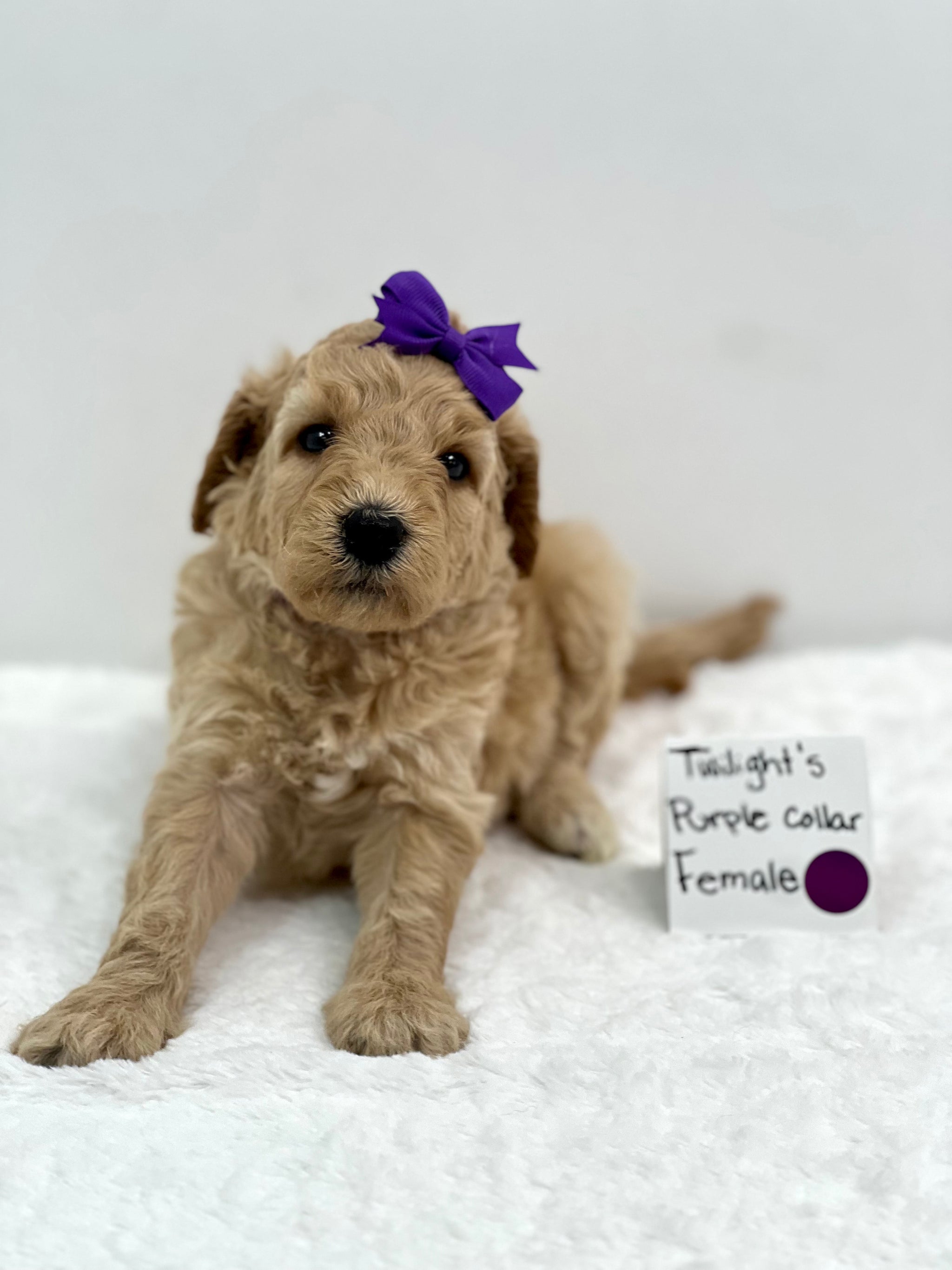 Twilight's Purple Female