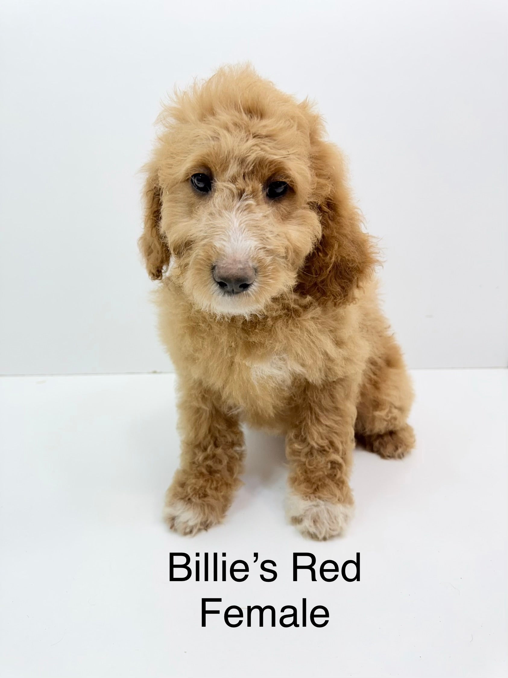 Billie's Red Collar