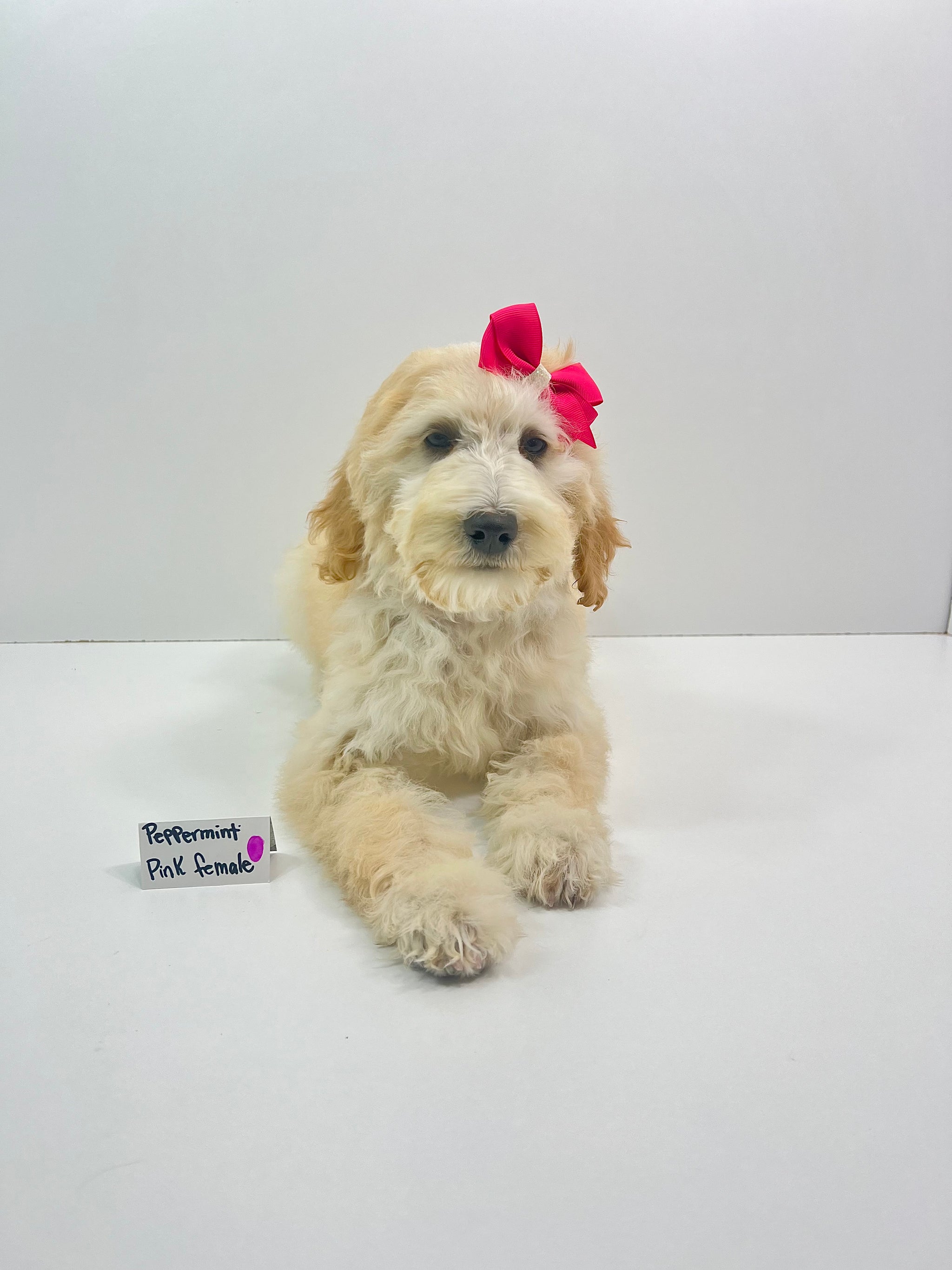 Peppermint's Pink Collar