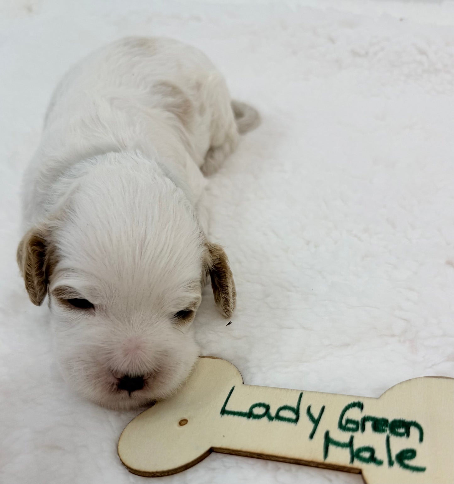Lady's Geen Collar