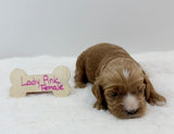 Lady's Pink Collar