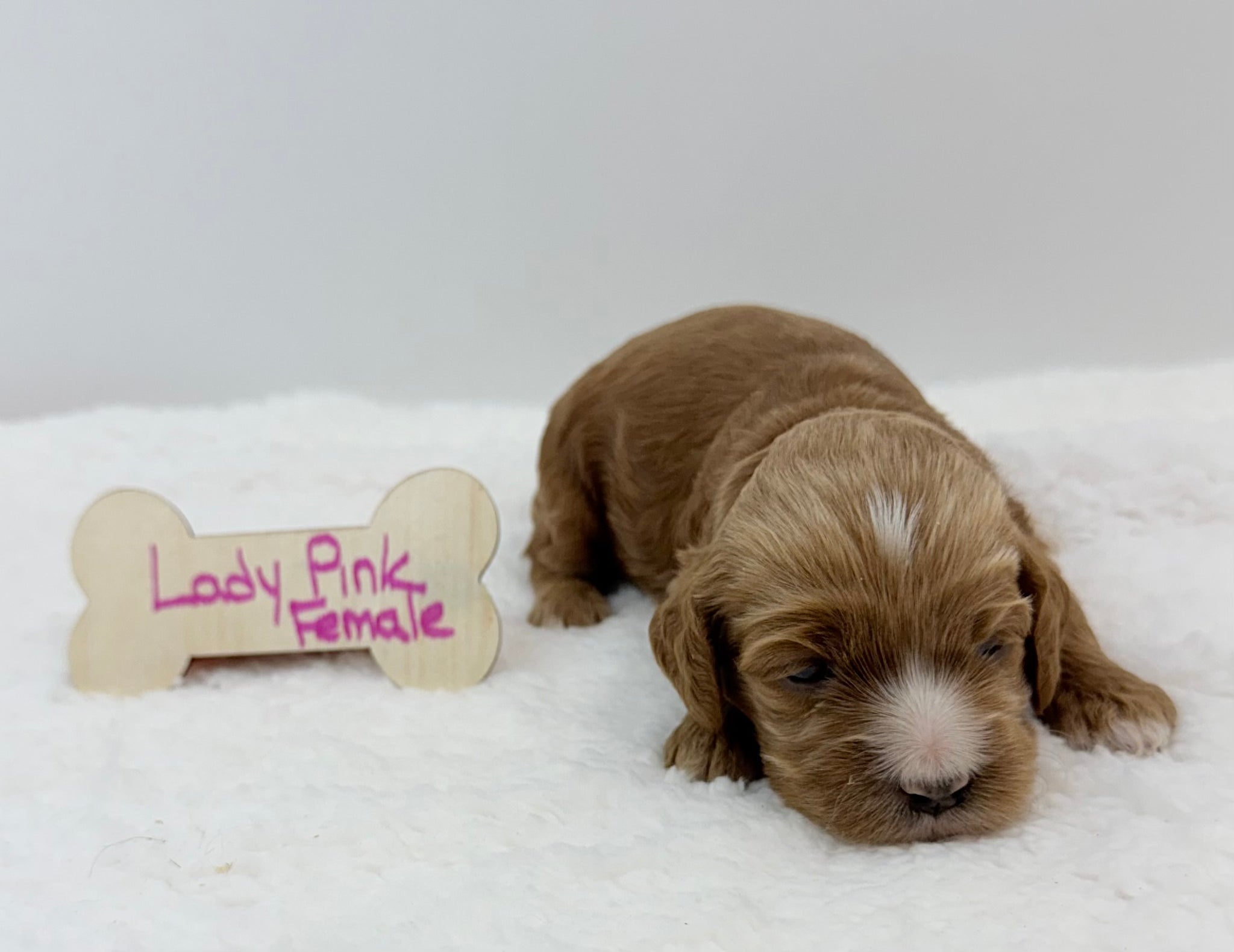 Lady's Pink Collar