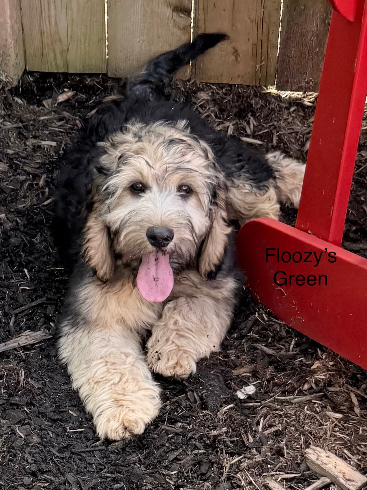 Floozy's Green Collar