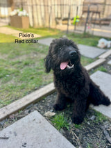 FRED