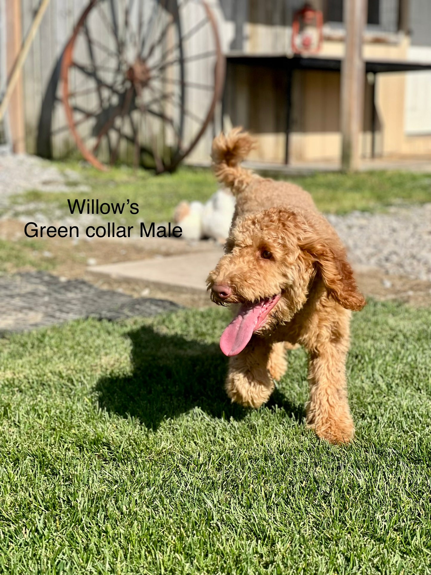 Willow's Green Collar