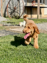 Willow's Green Collar