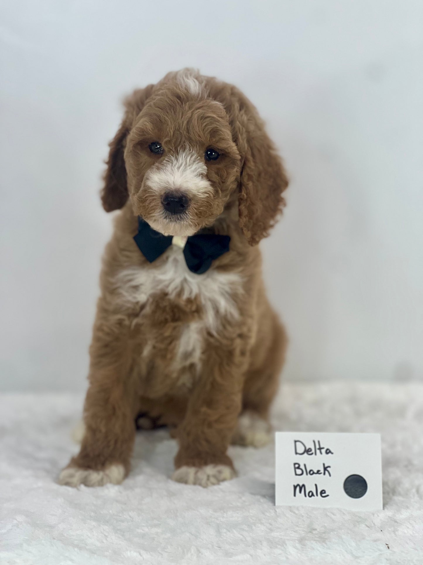 Delta's Black Collar