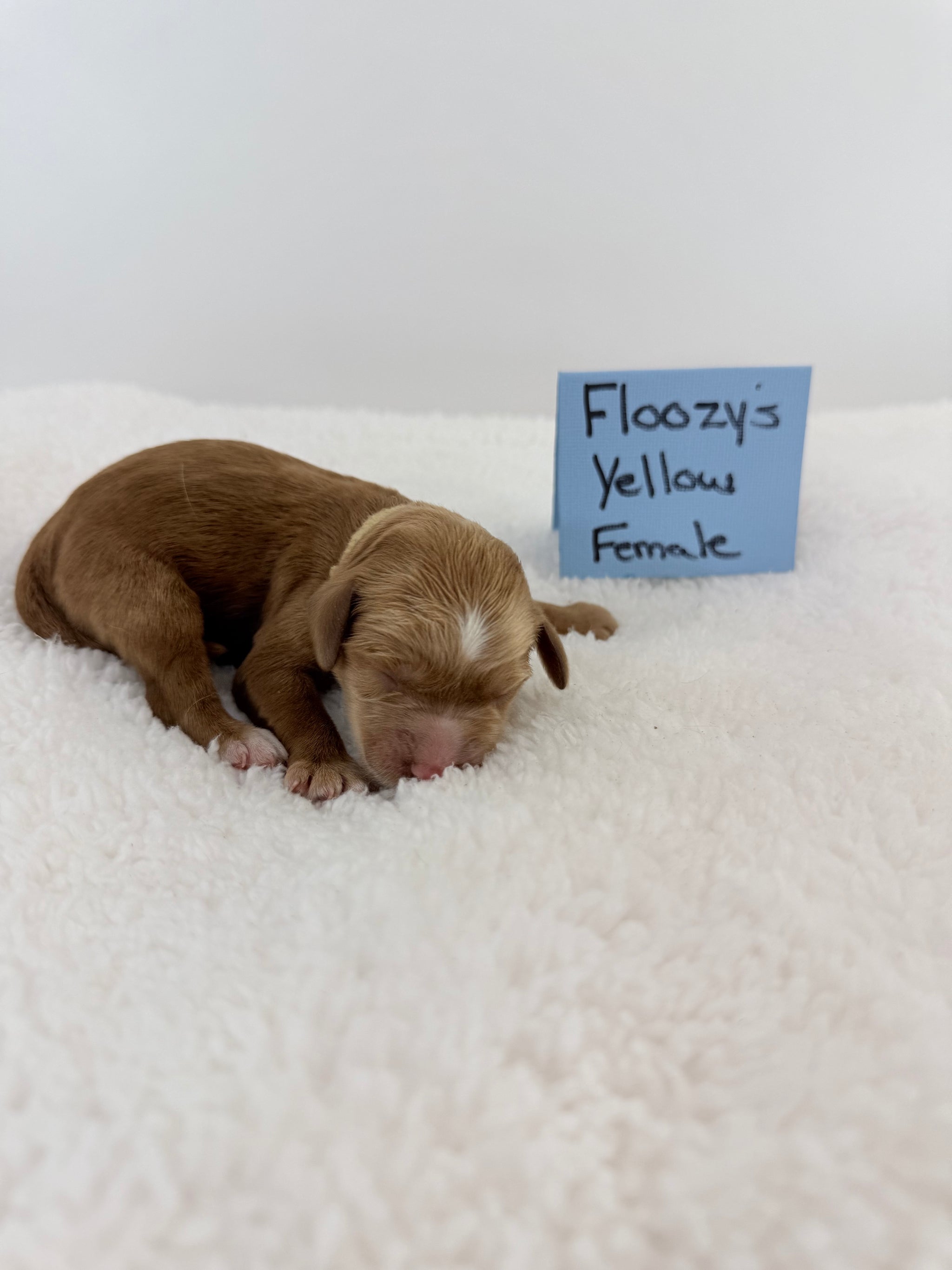 Floozy's Yellow  Collar