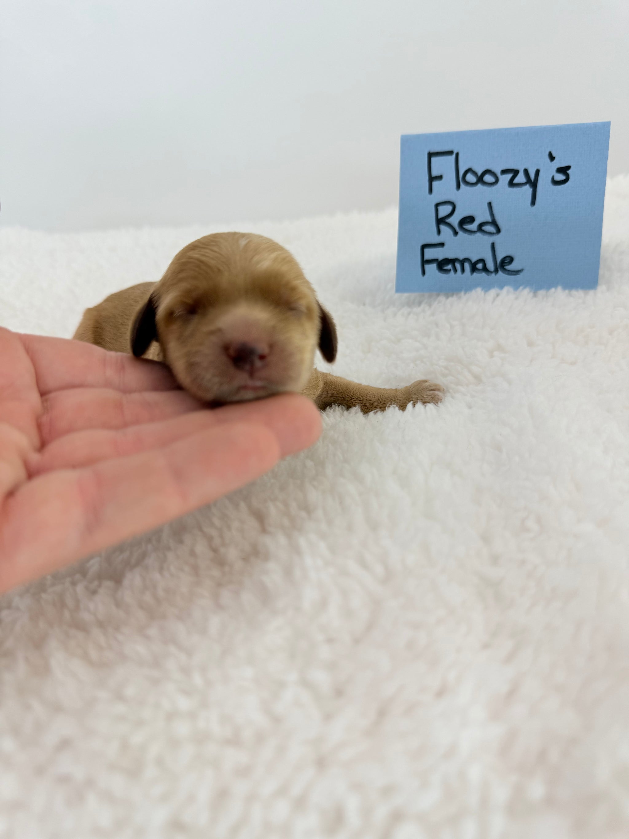 Floozy's Red Collar