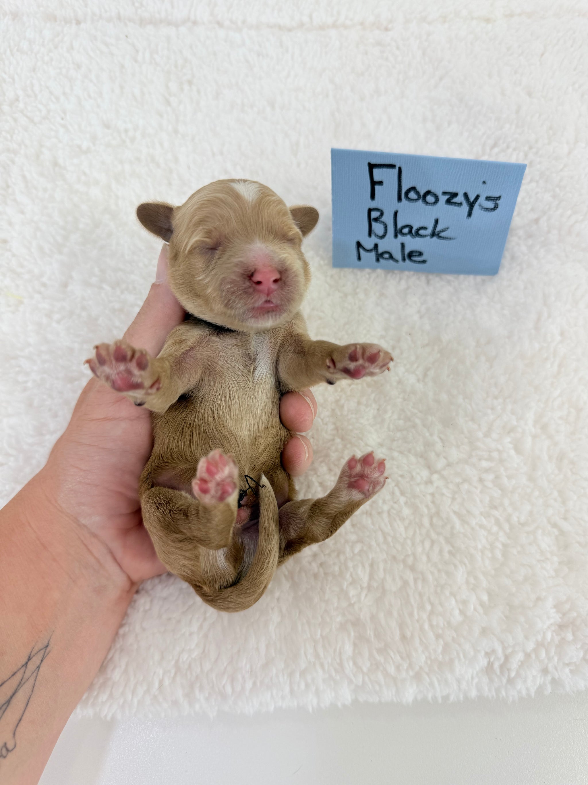 Floozy's Black Collar
