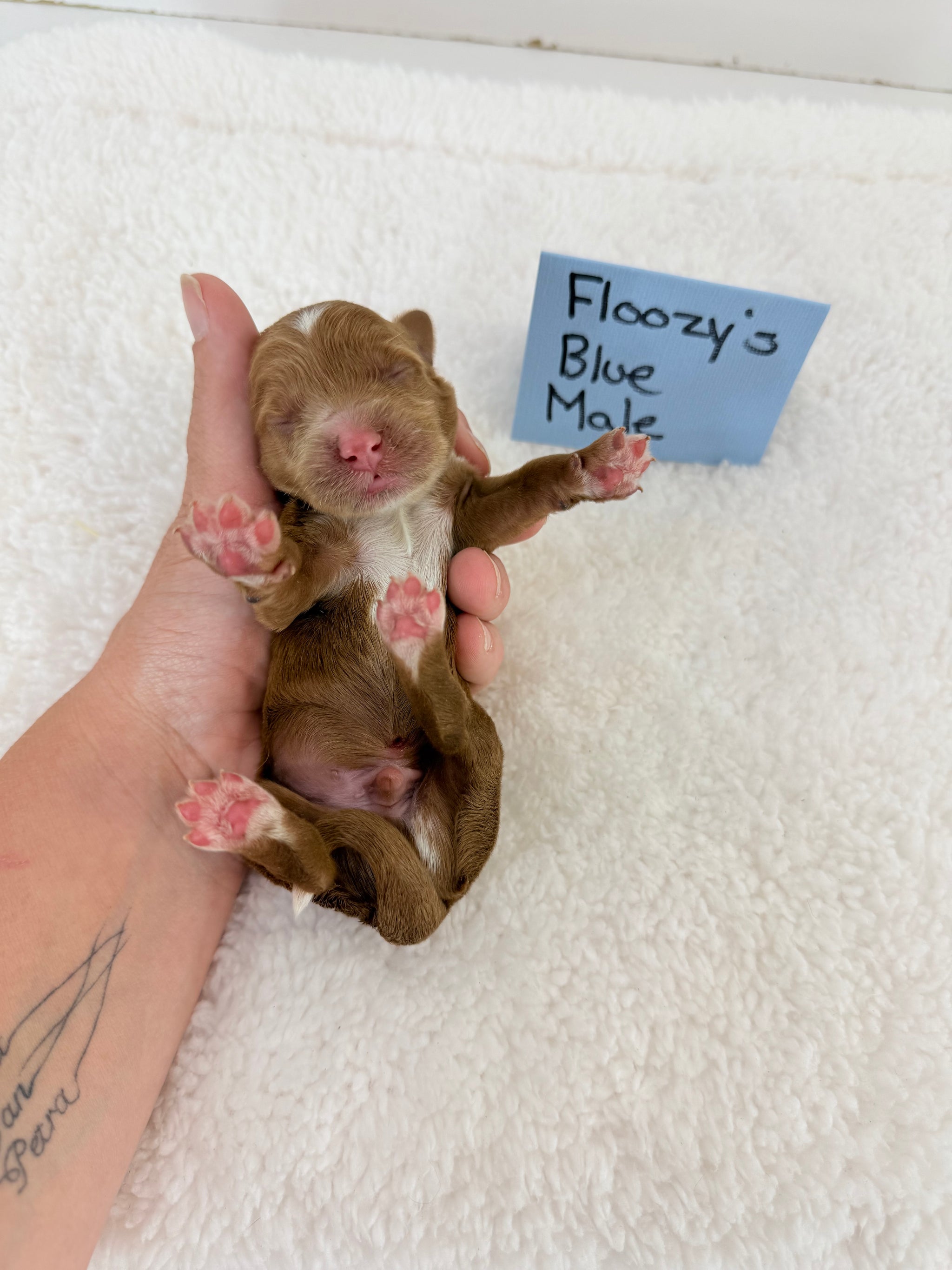 Floozy's Blue Collar