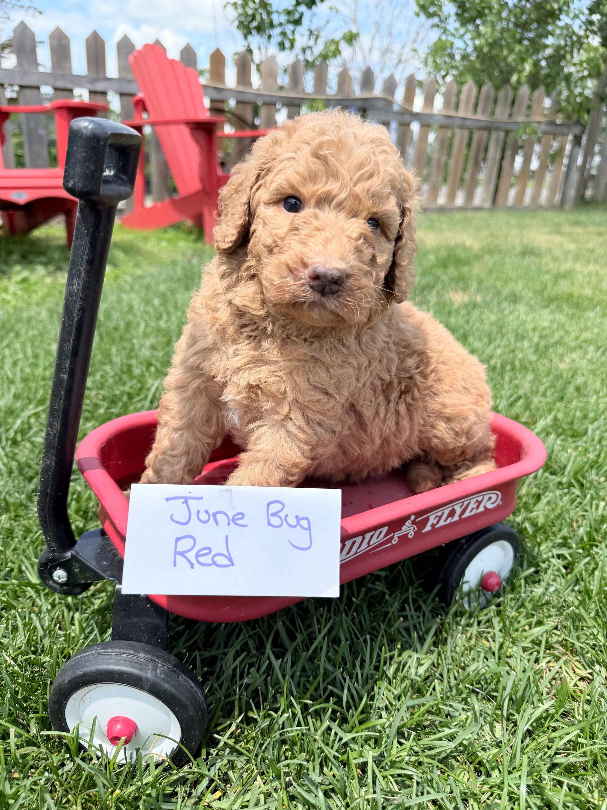 June Bug's Red Collar