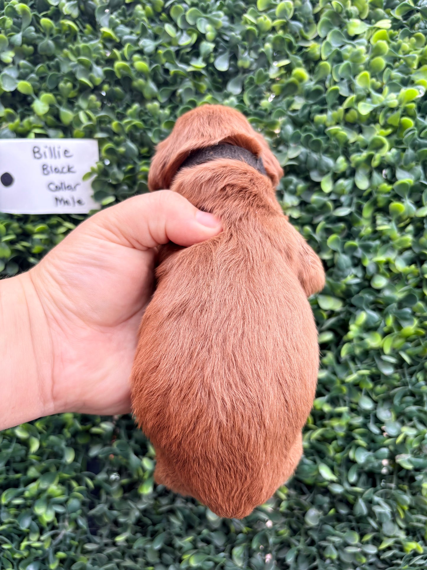 Billie's Black Collar Male