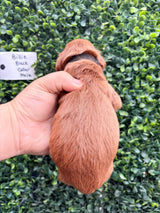 Billie's Black Collar Male