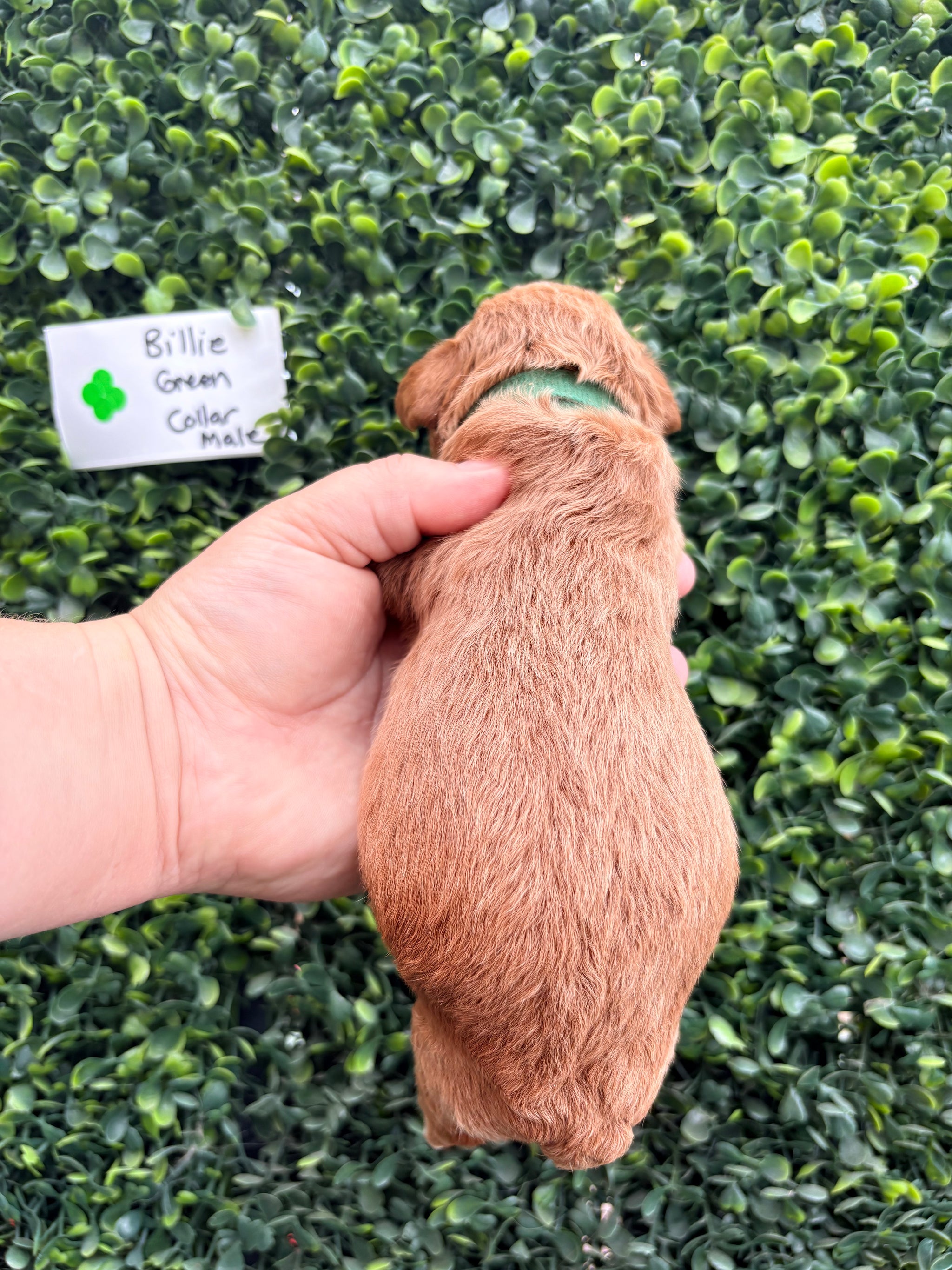 Billie's Green Collar Male