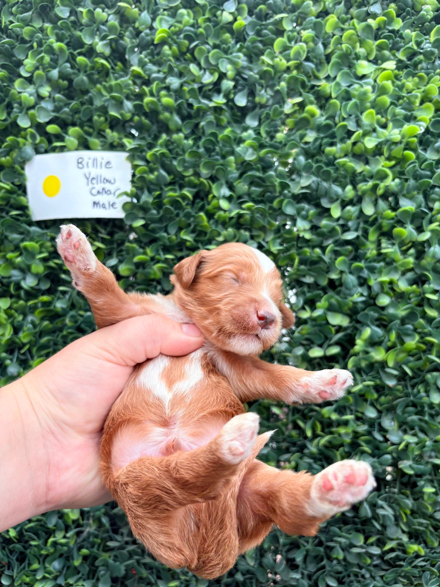 Billie's Yellow Collar Male