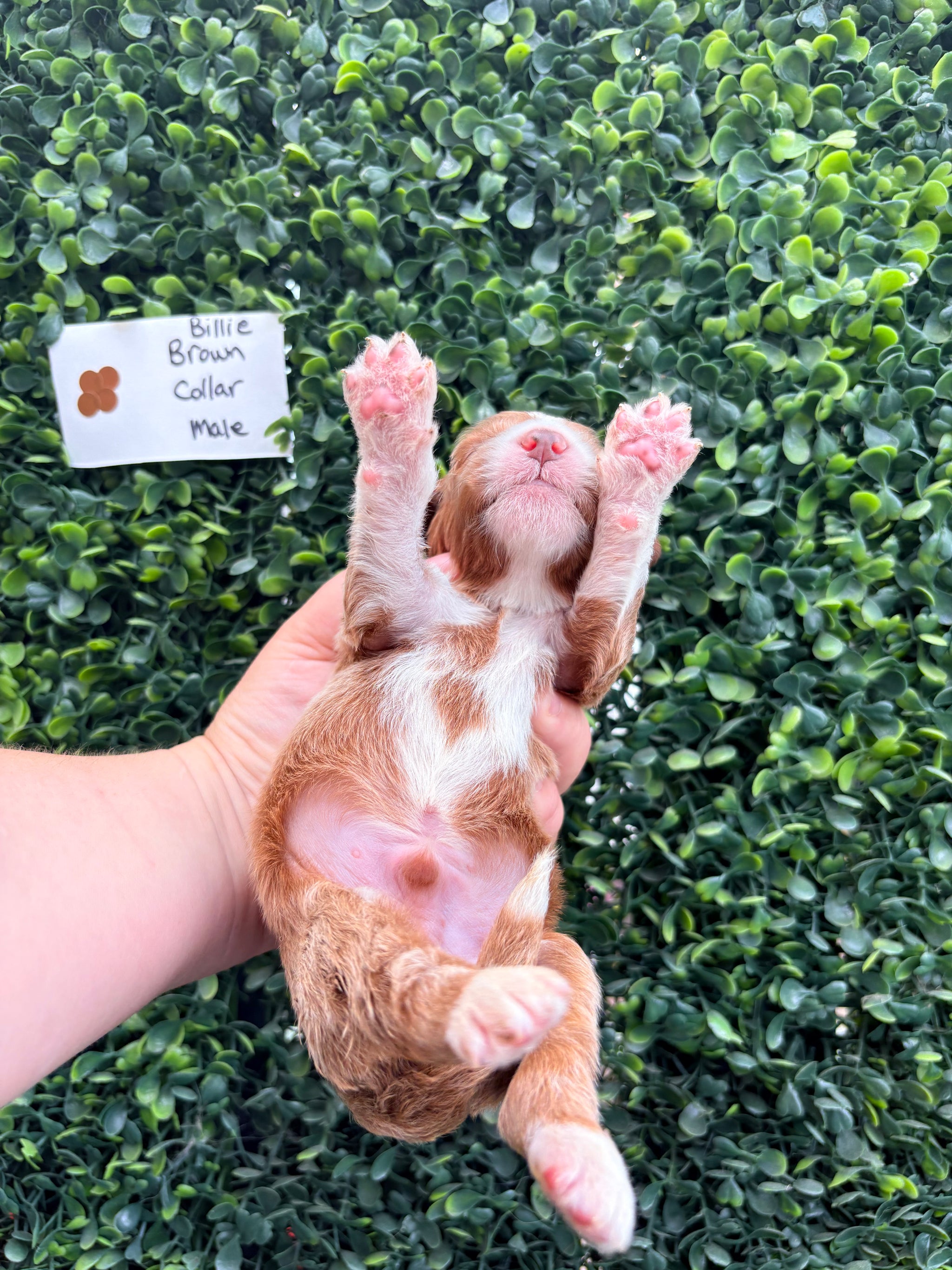 Billie's Brown Collar Male