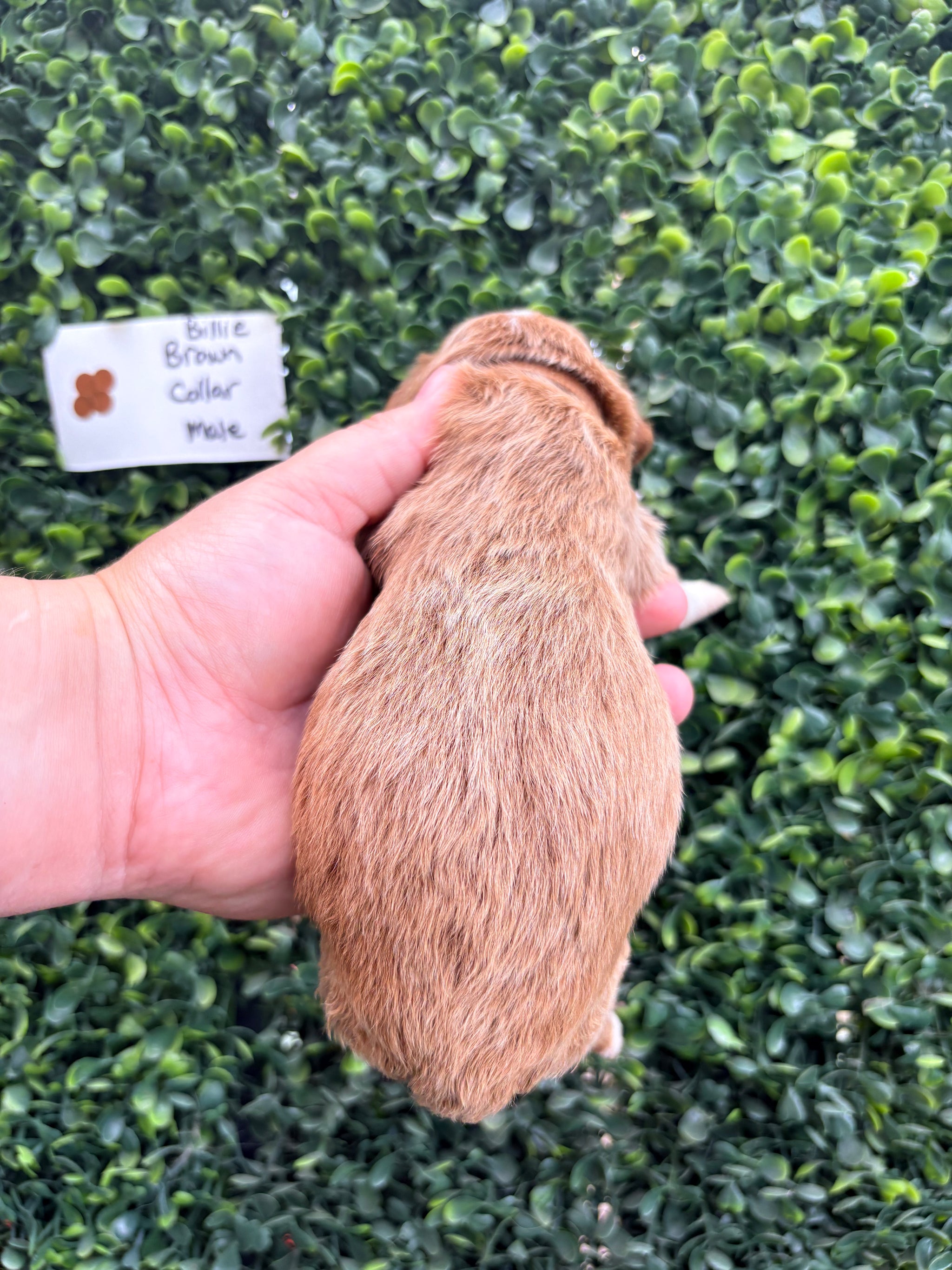 Billie's Brown Collar Male