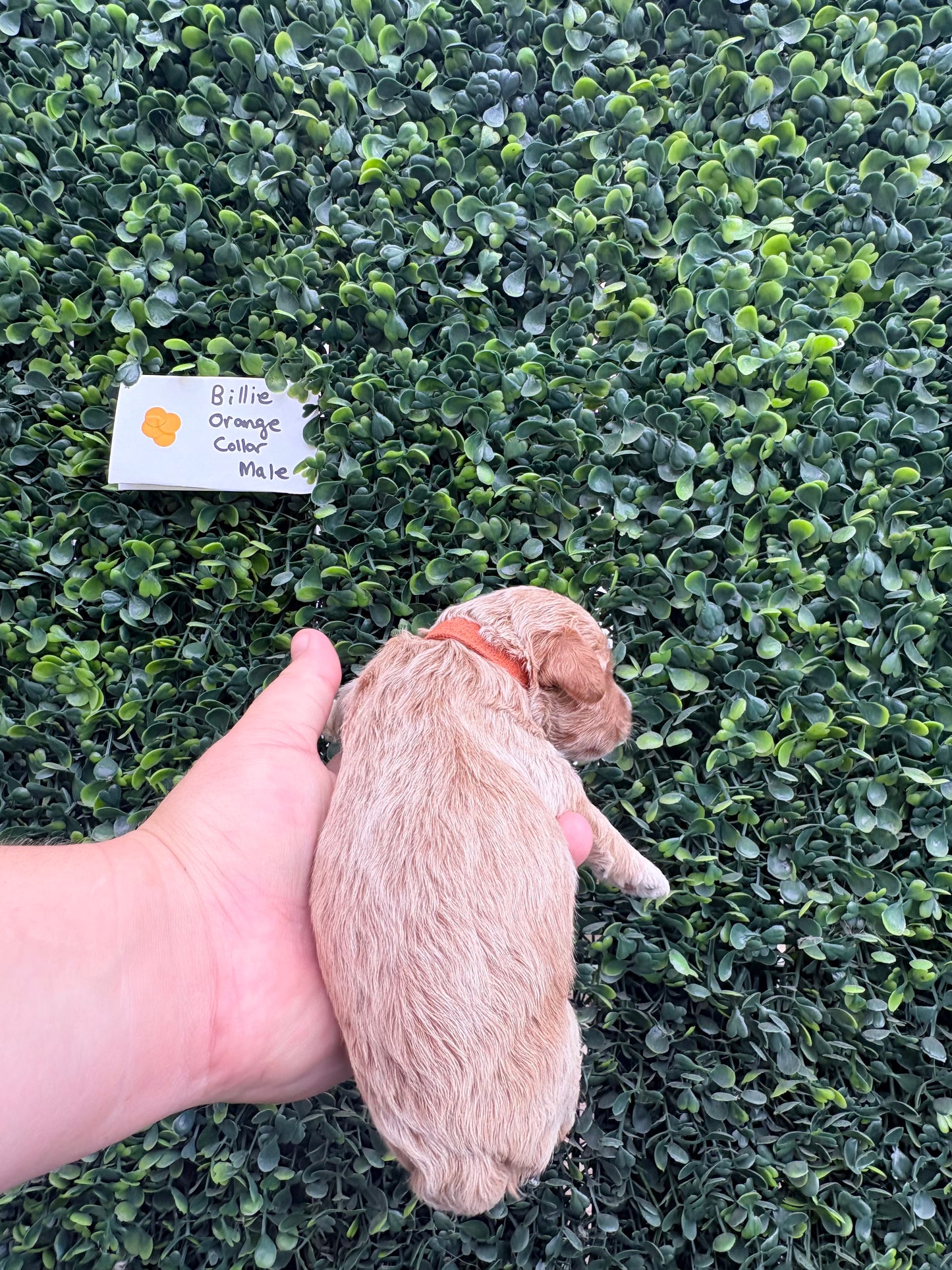 Billie's Orange Collar Male