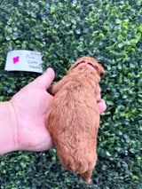 Billie's Pink Collar Female