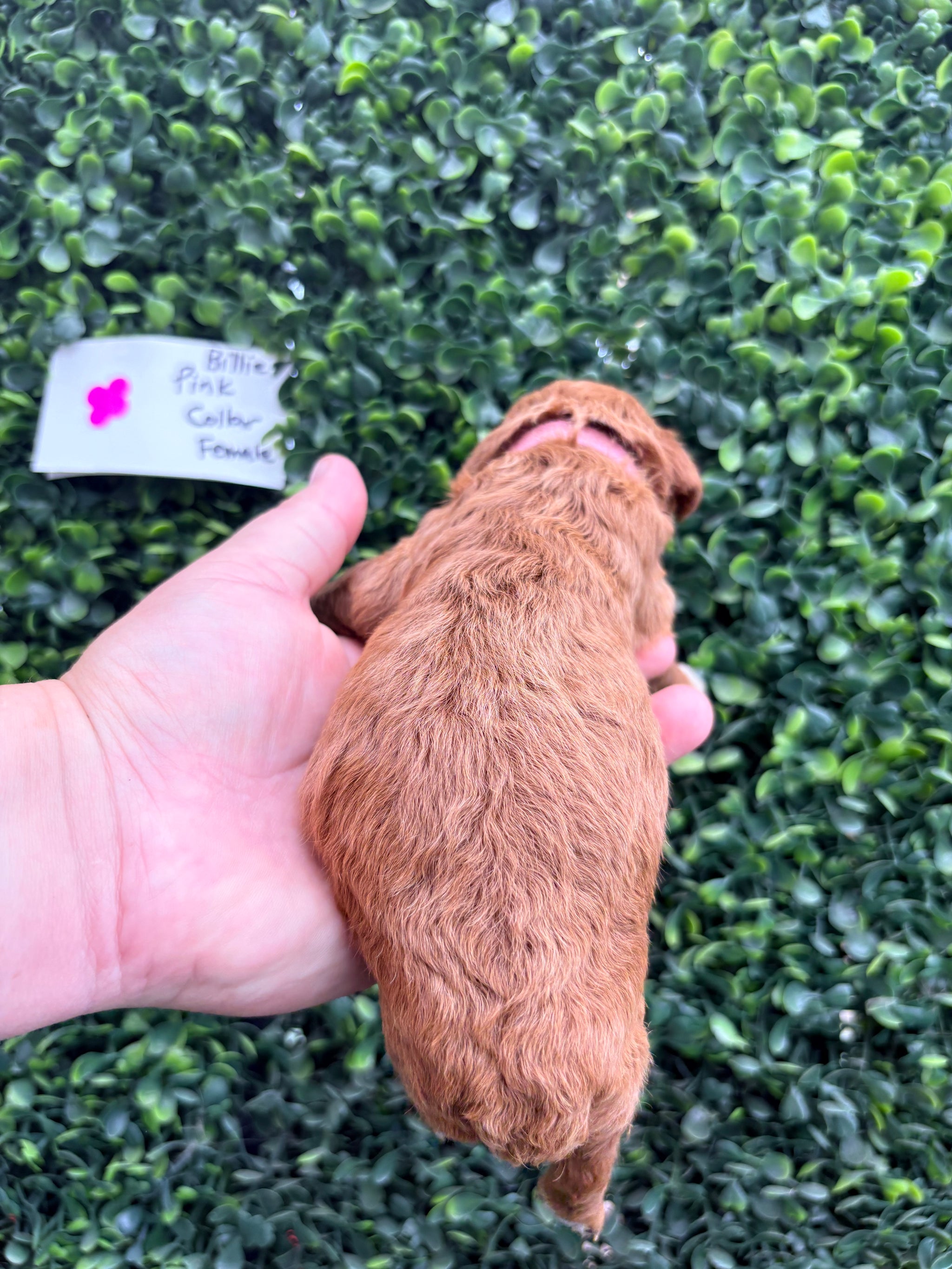 Billie's Pink Collar Female