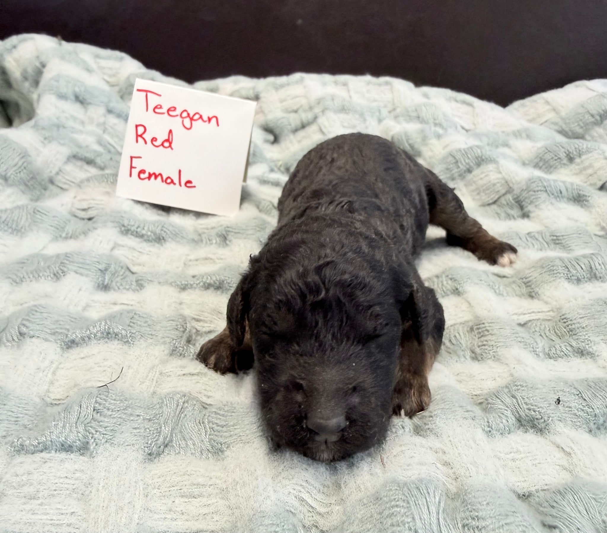 Teegan Red Collar Female