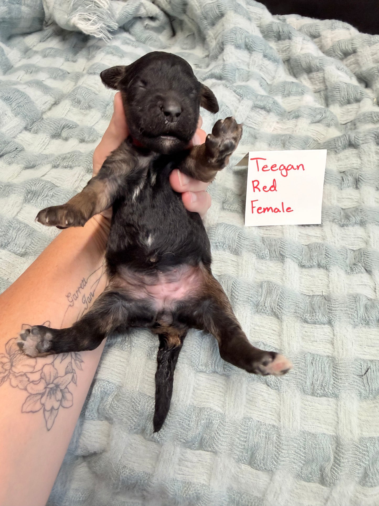 Teegan Red Collar Female