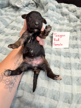 Teegan Red Collar Female