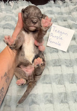 Teegan Purple Collar Female