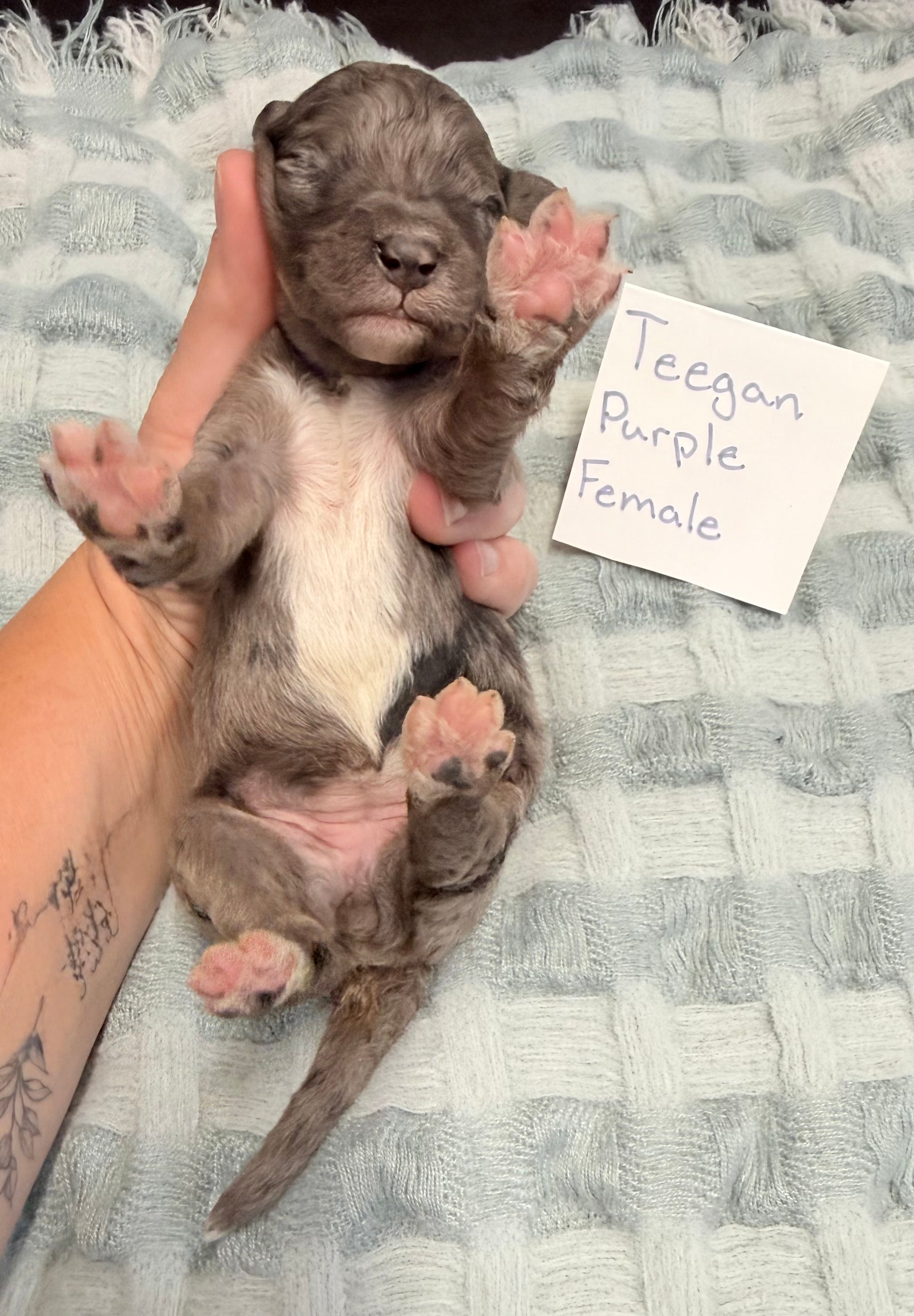 Teegan Purple Collar Female
