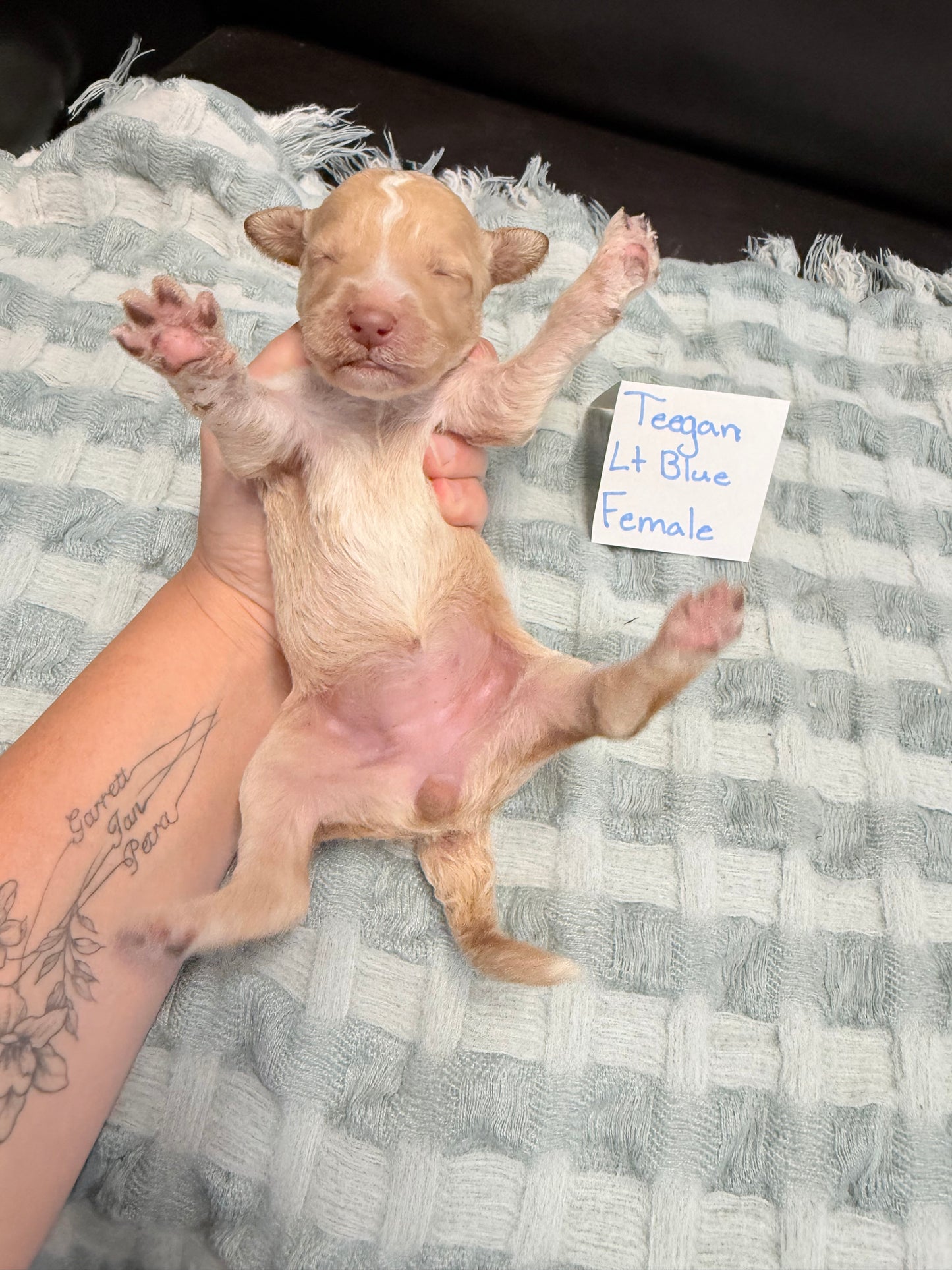 Teegan Lt. Blue Collar Female